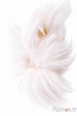 Haan - 8-12 cm - wit
